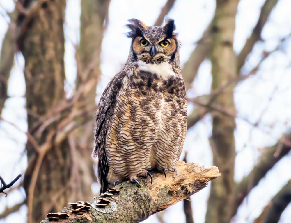 Great Horned Owl