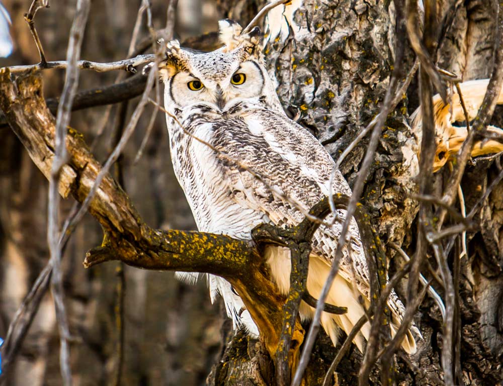 Great Horned Owl