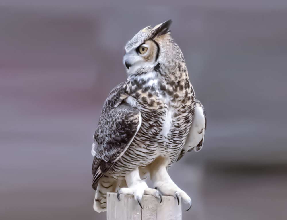 Great Horned Owl