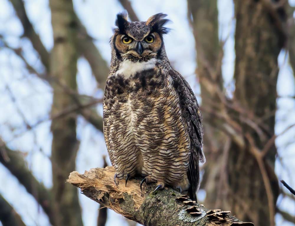 Great Horned Owl