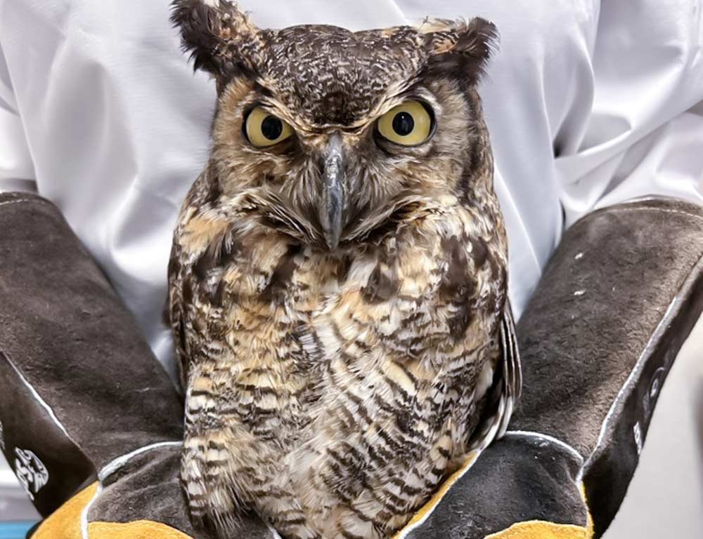 Great Horned Owl