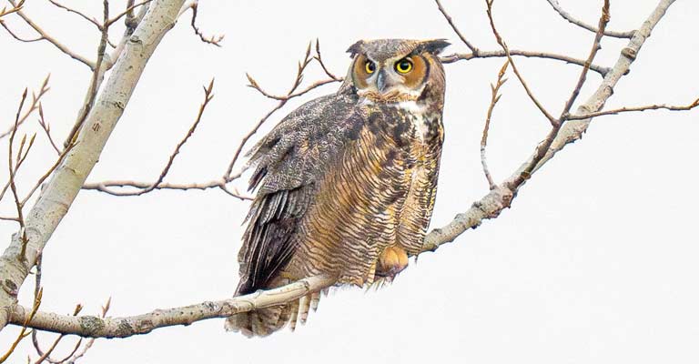 Great Horned Owl