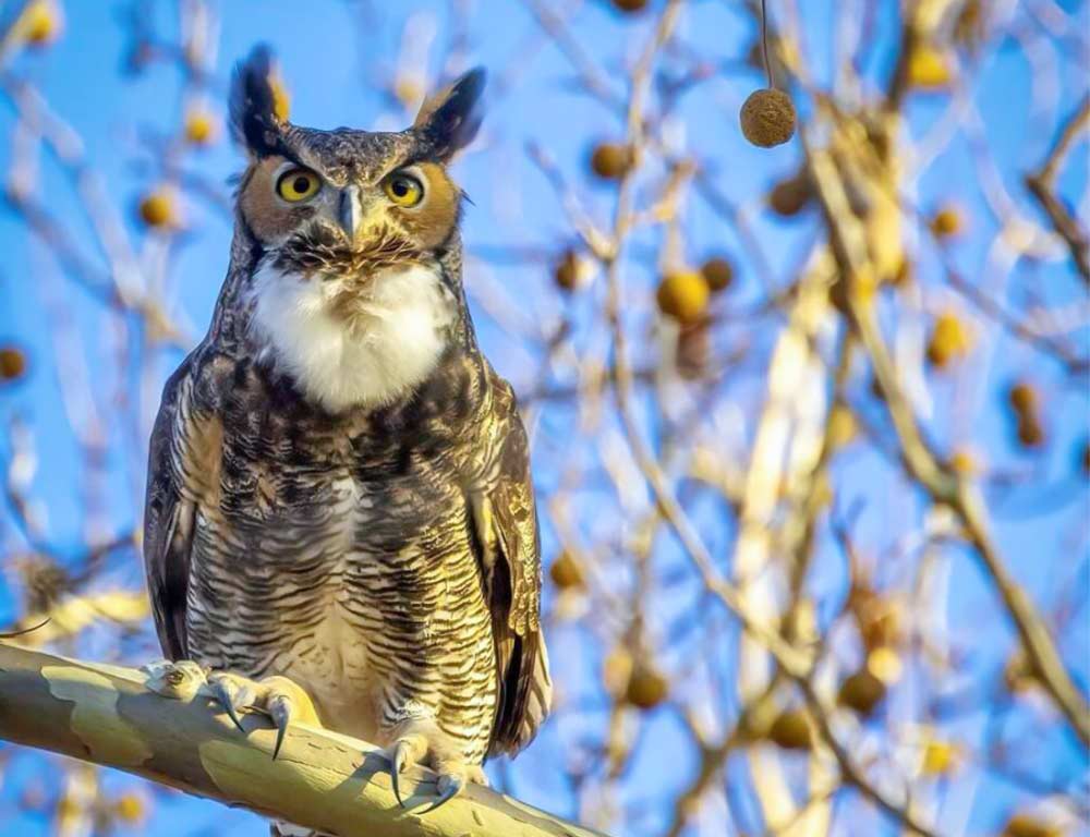 Great Horned Owl