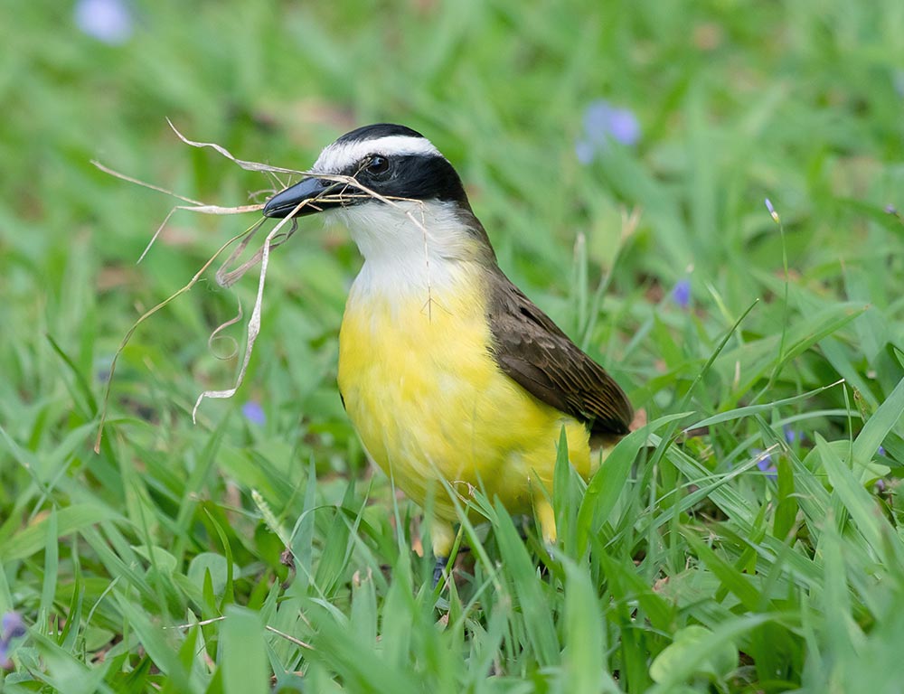 Great Kiskadee