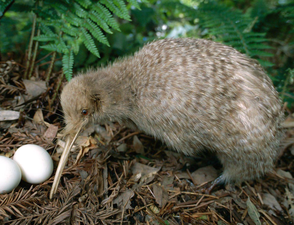 Great Spotted Kiwi