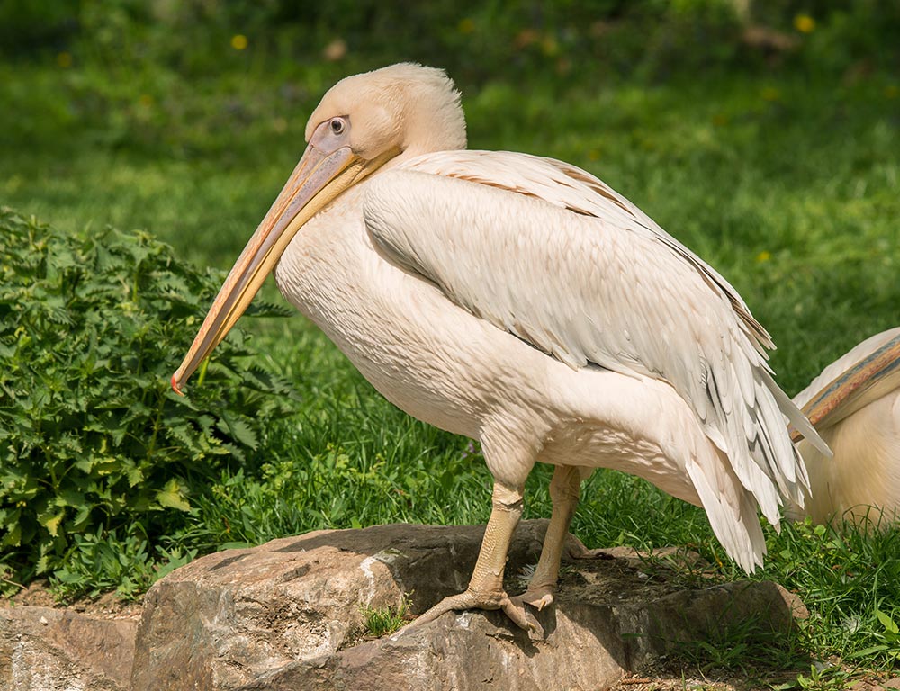 Great White Pelican