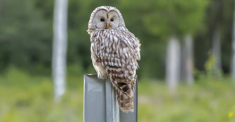 Great grey owl