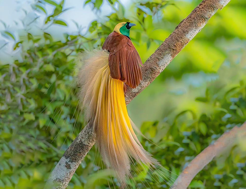 Greater Bird-of-Paradise