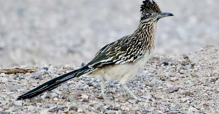 Greater Roadrunner