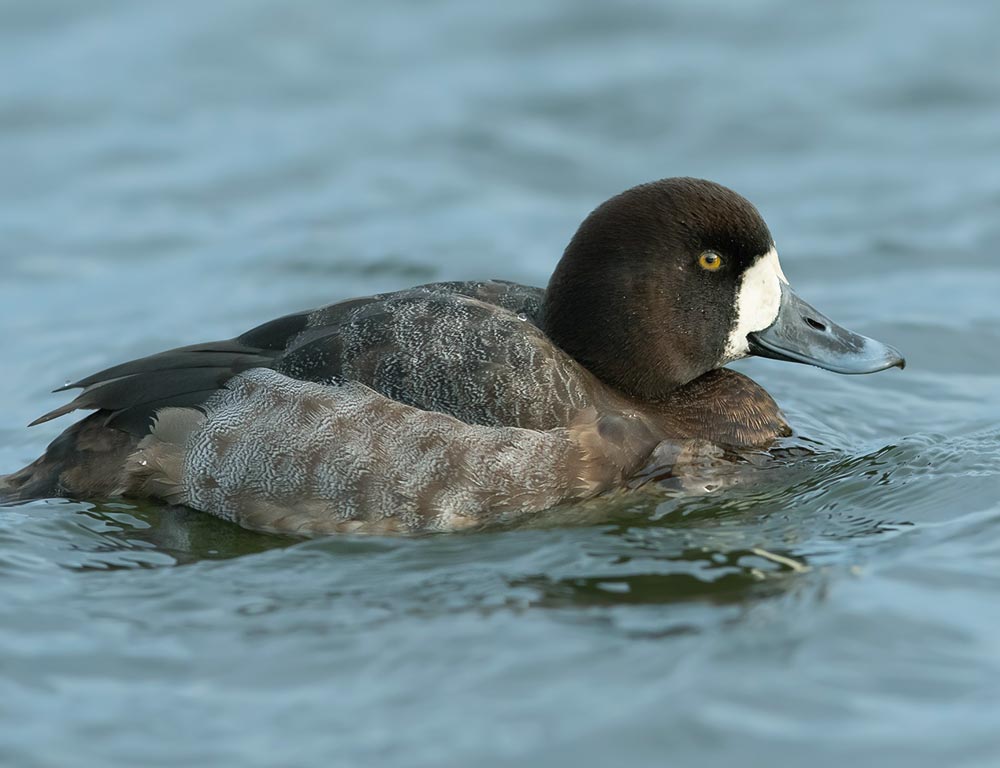 Greater Scaup