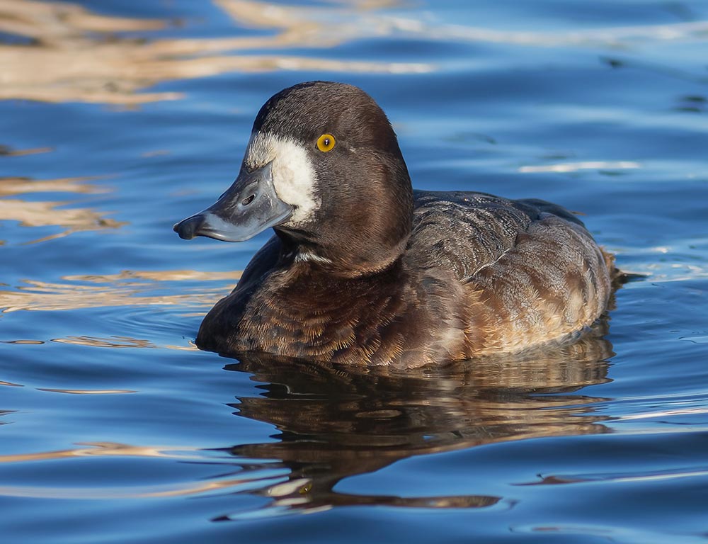 Greater Scaup