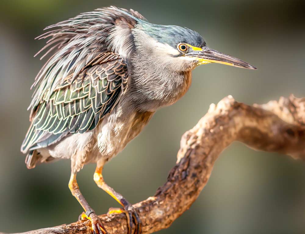 Green Heron