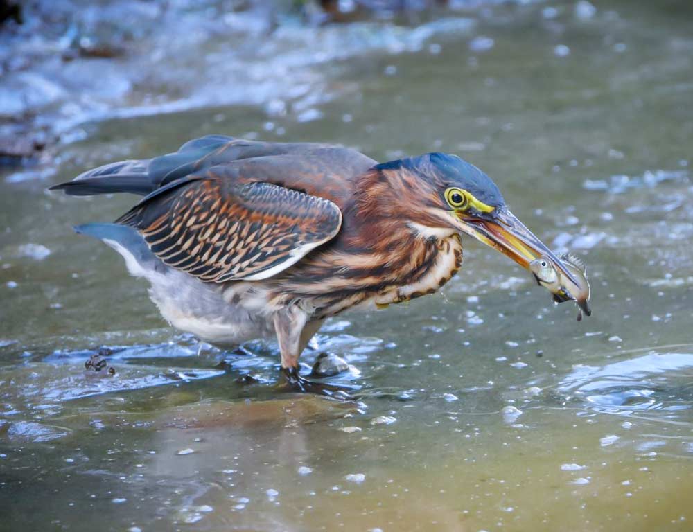 Green Heron