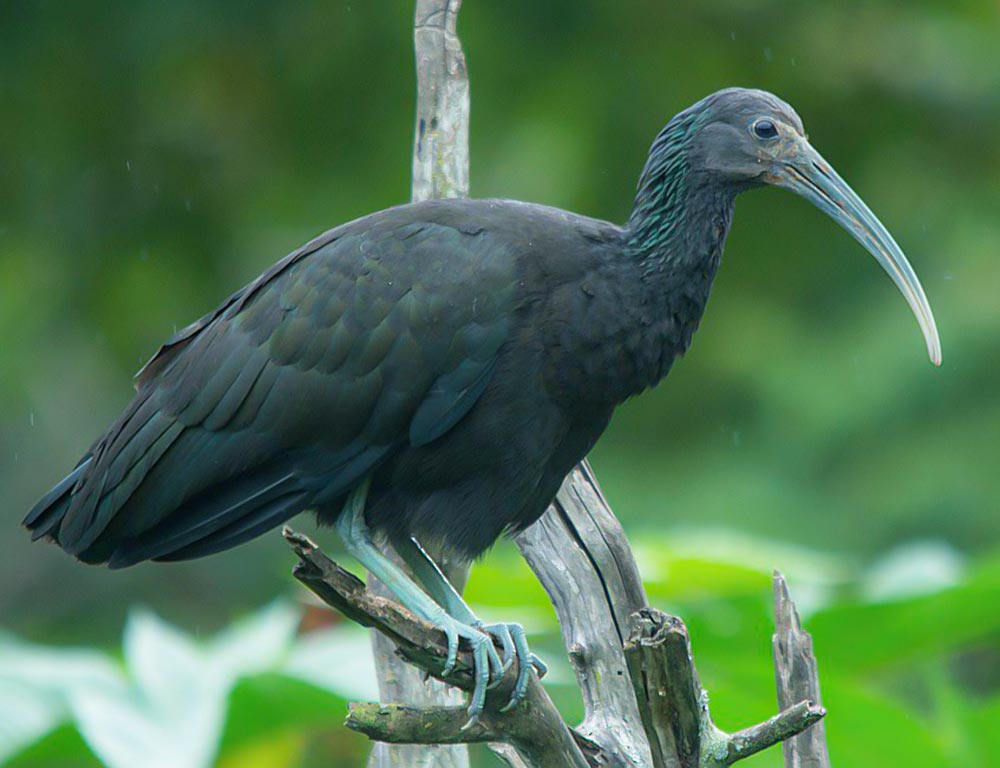 Green Ibis