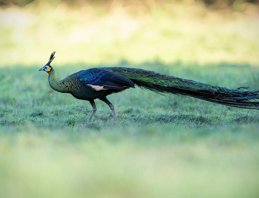 Green Peafowl