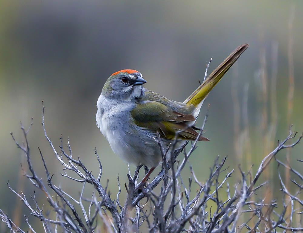 Green-tailed Towhee