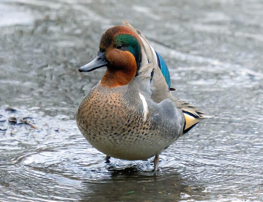 Green-winged Teal