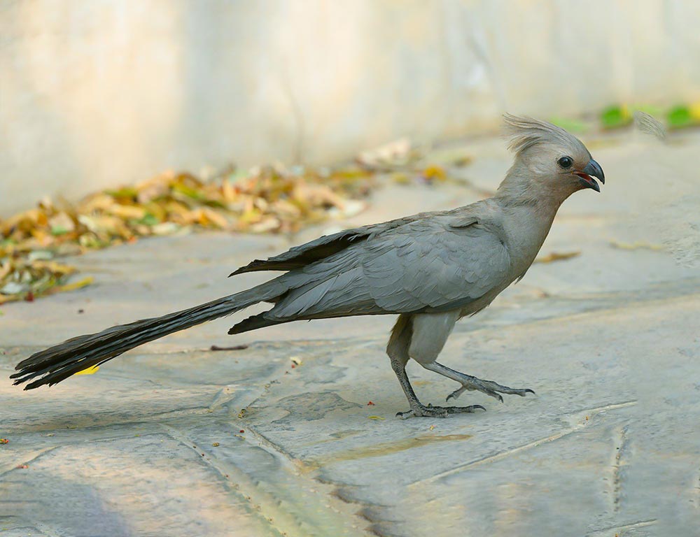 Grey Go-away Bird