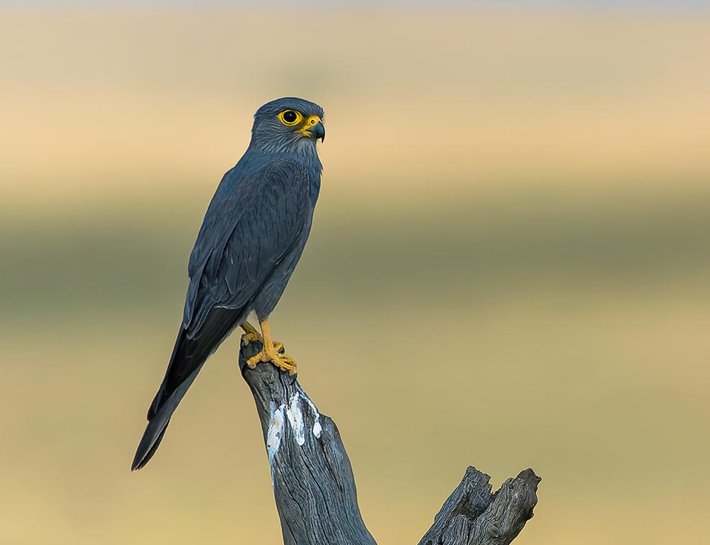 Grey Kestrel