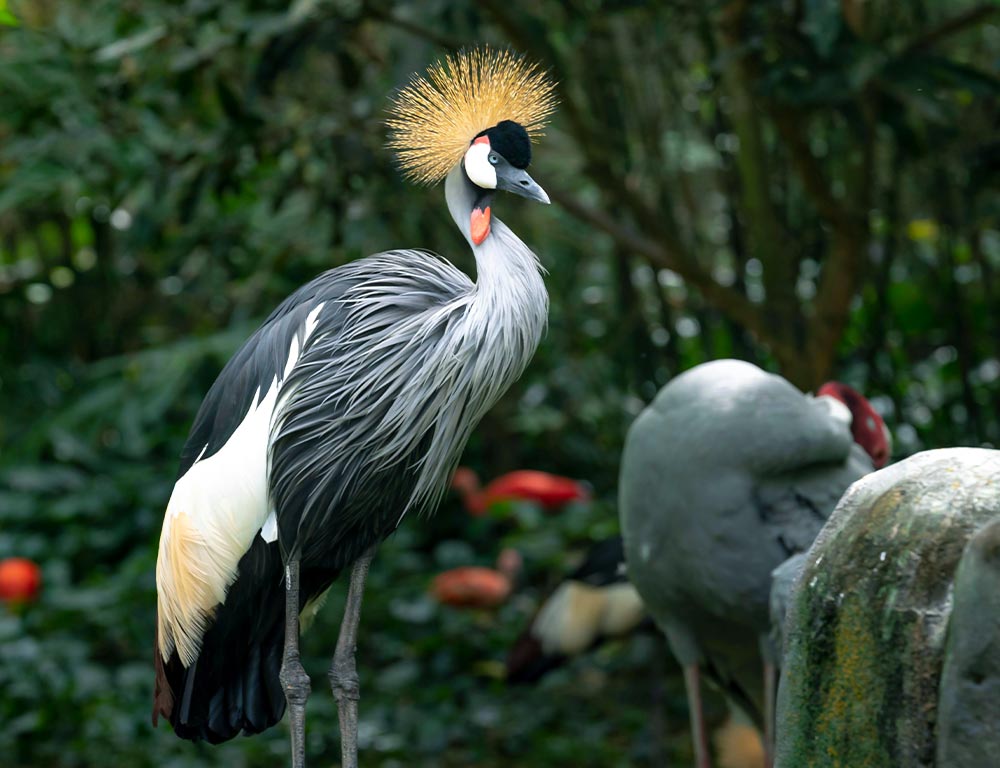 Grey-crowned Crane