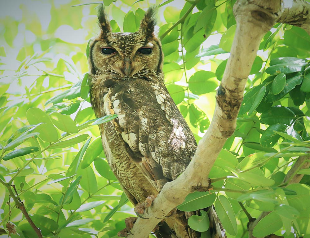 Greyish Eagle Owl