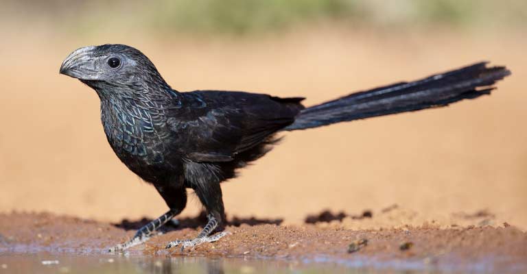 Groove-billed Ani