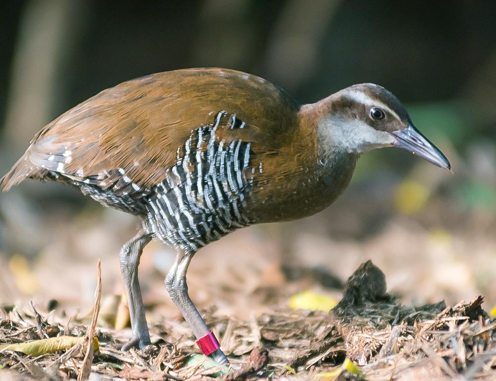 Guam Rail