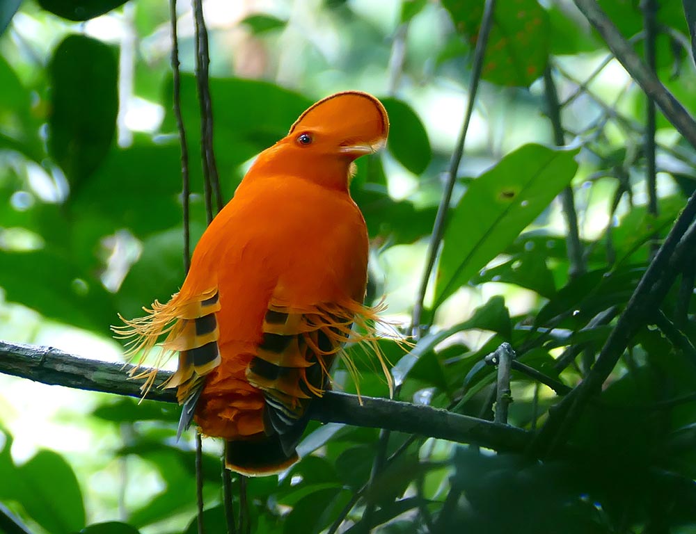 Guianan Cock-of-the-Rock