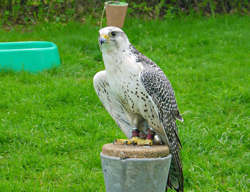 Gyrfalcon