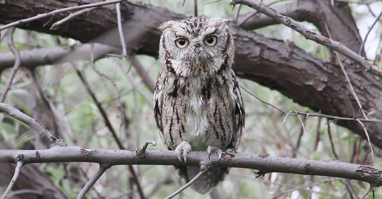 The Life And Legacy Of The Eastern Screech Owl - The Worlds Rarest Birds