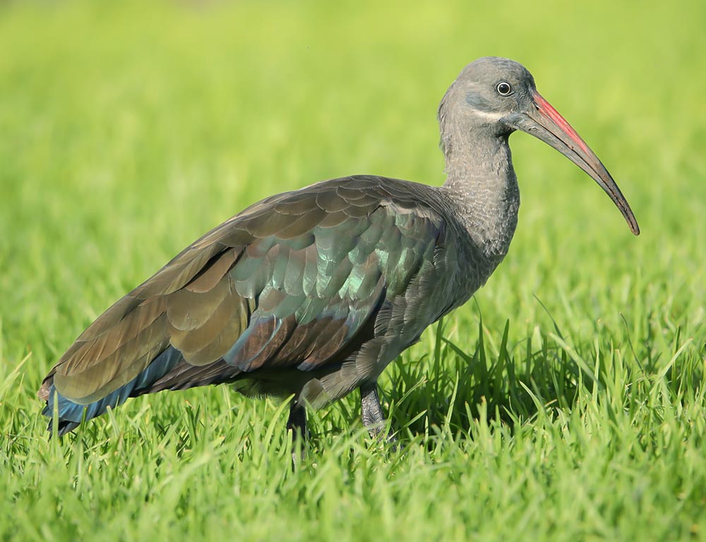 Hadada Ibis