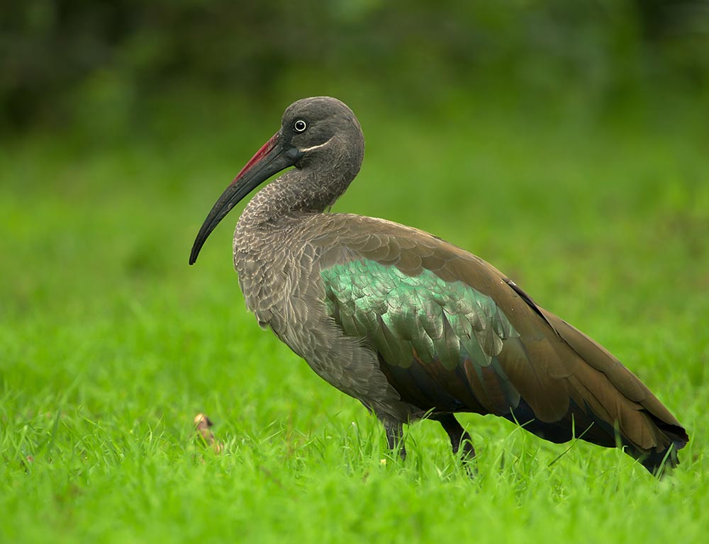 Hadeda Ibis