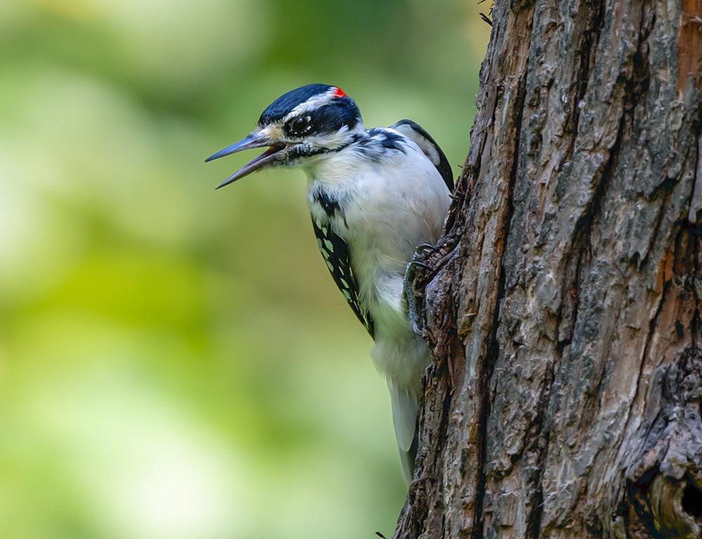 Hairy Woodpecker