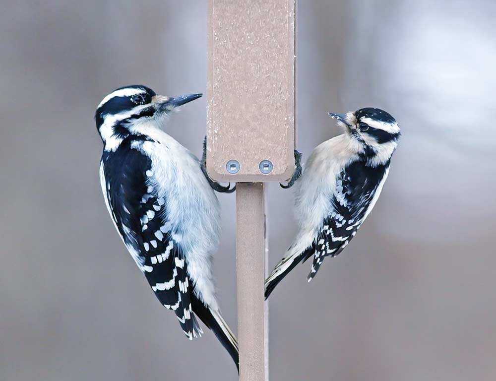 Hairy Woodpecker