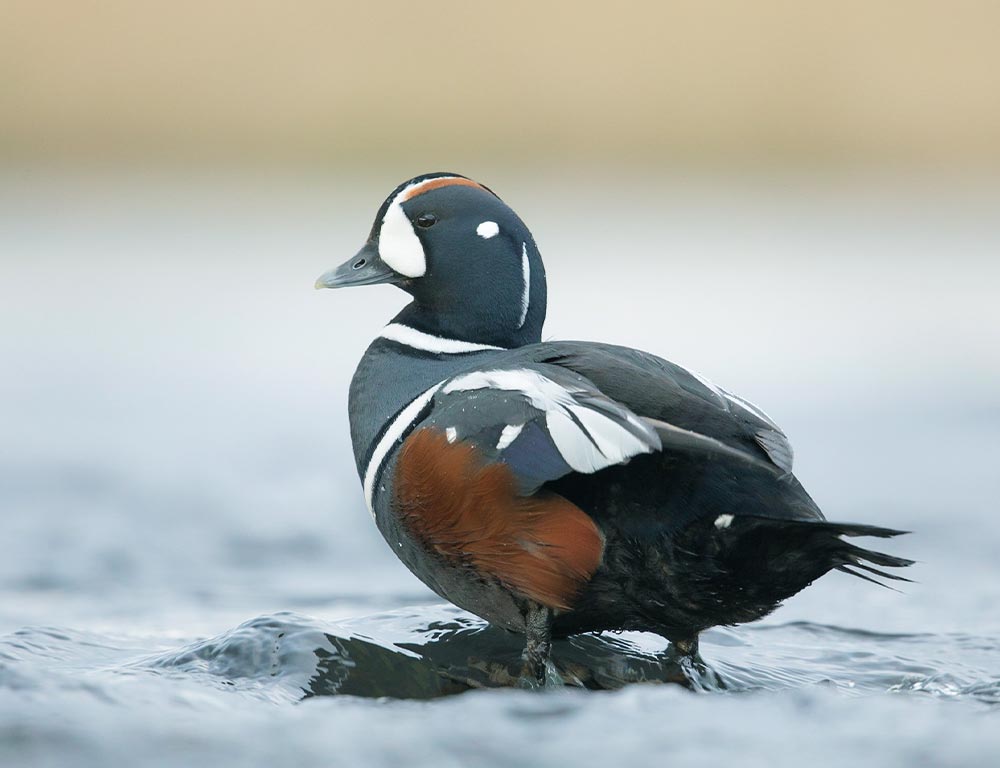 Harlequin Duck