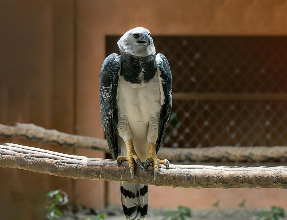 Harpy Eagle