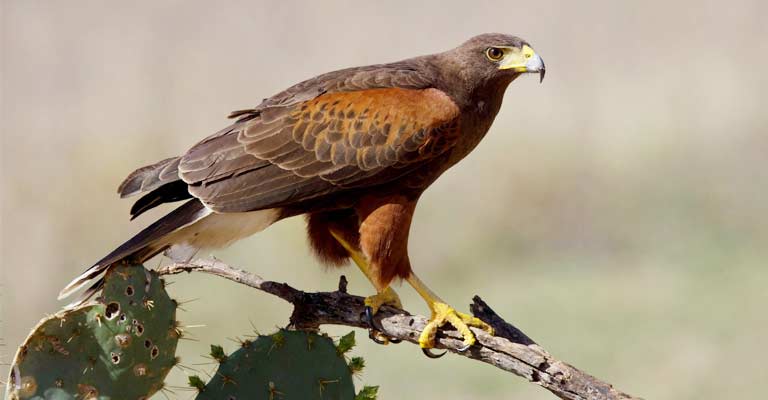 Harris's Hawk