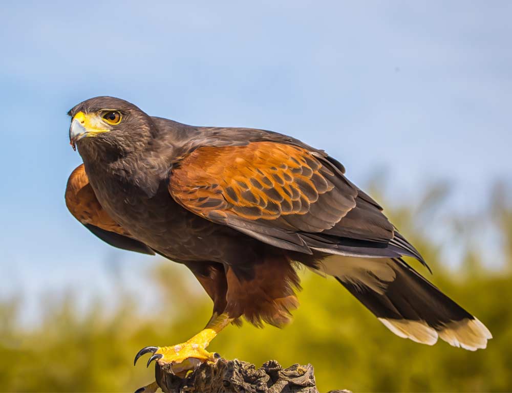 Harris's Hawk