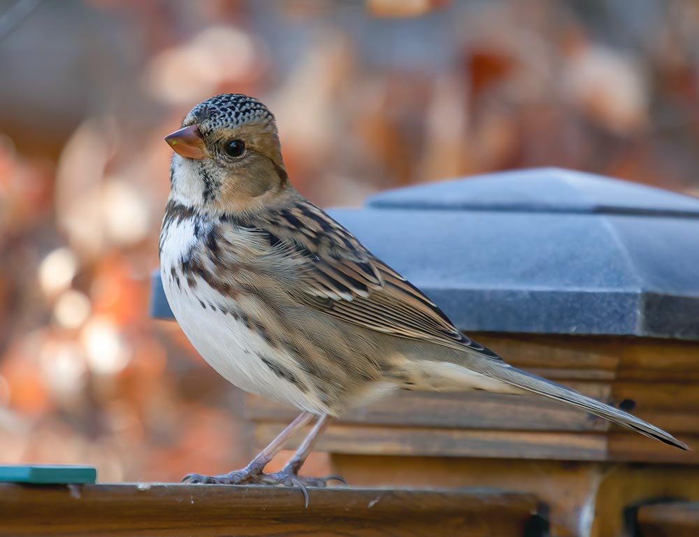 Harris's Sparrow