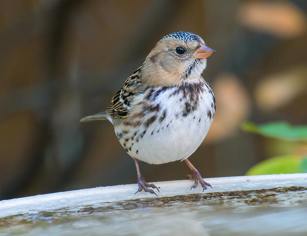 Harris's Sparrow