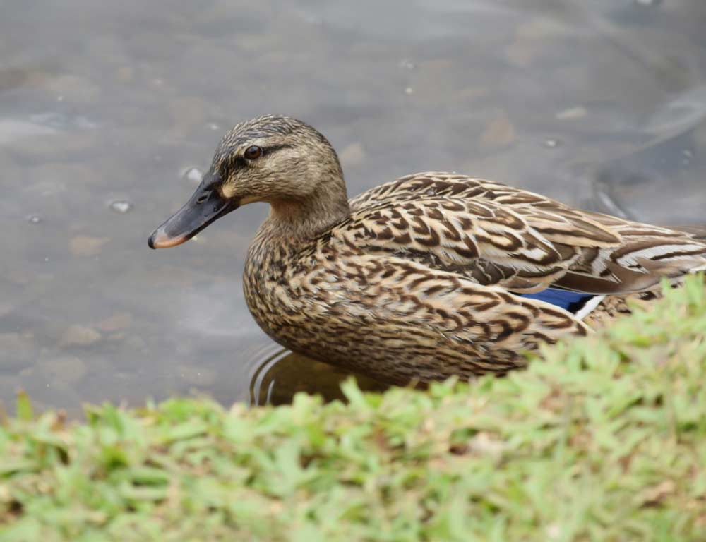 Hawaiian Duck