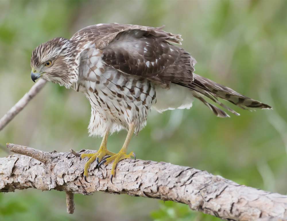 Hawaiian Hawk