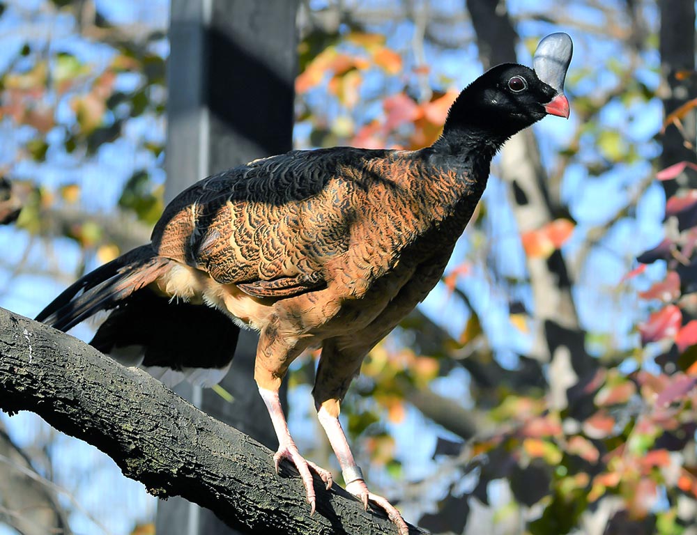 Helmeted Curassow