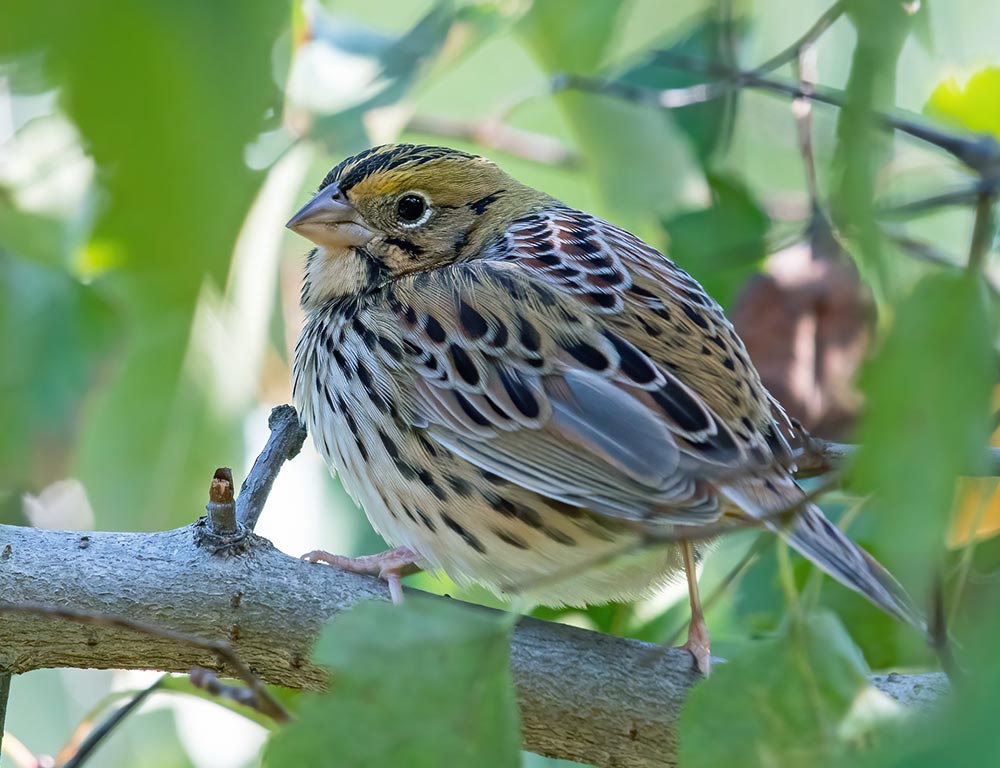 Henslow's Sparrow