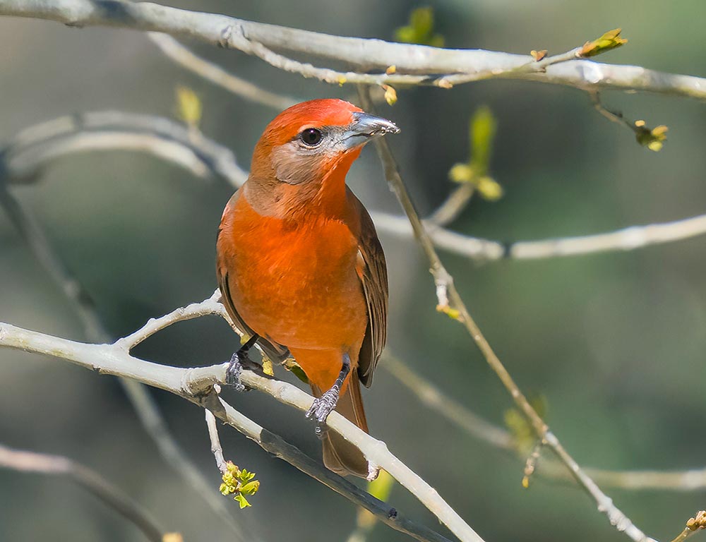 Hepatic Tanager