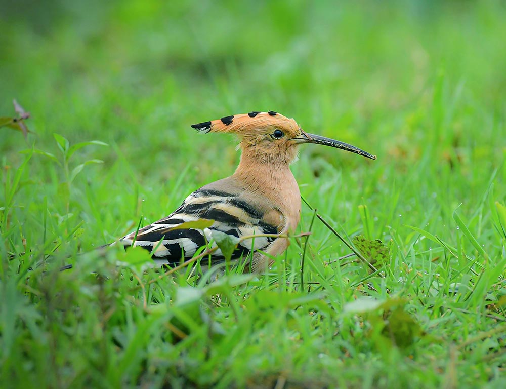 Hoopoe