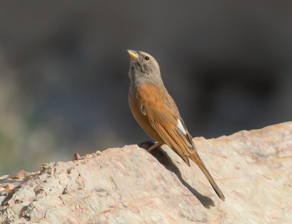 House Bunting