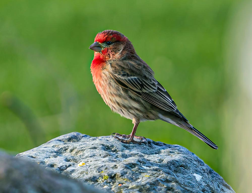 House Finch