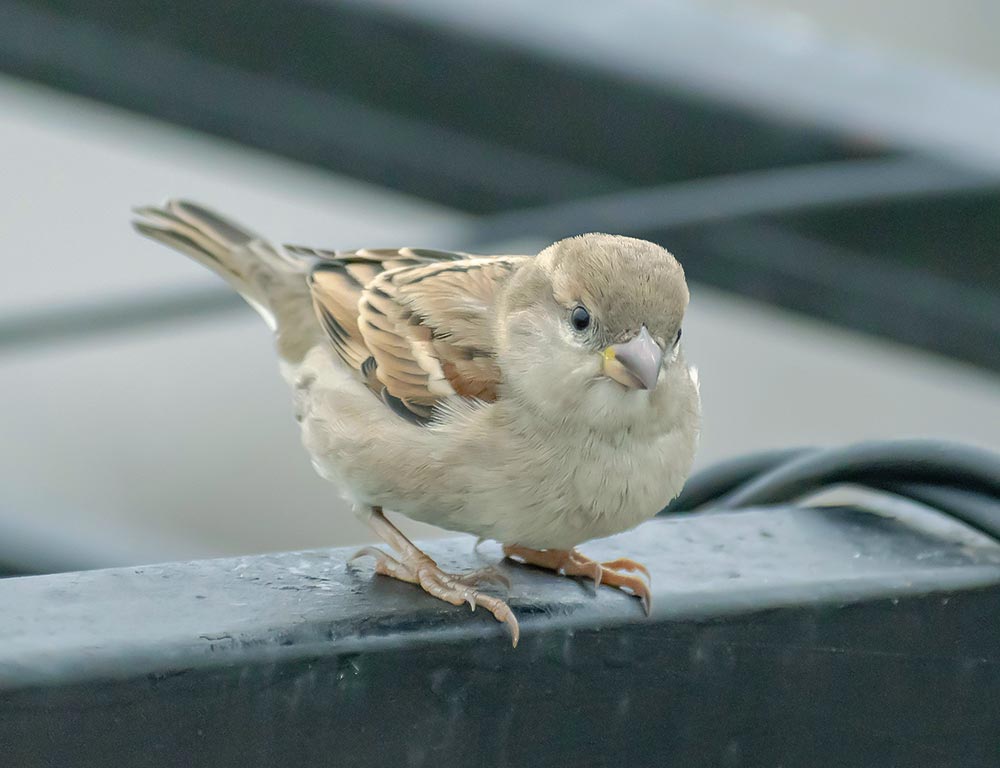 House Sparrow