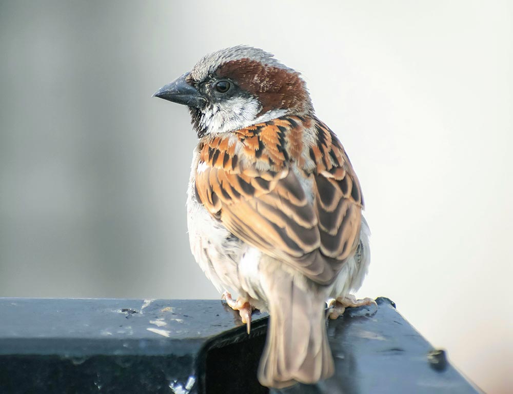 House Sparrow